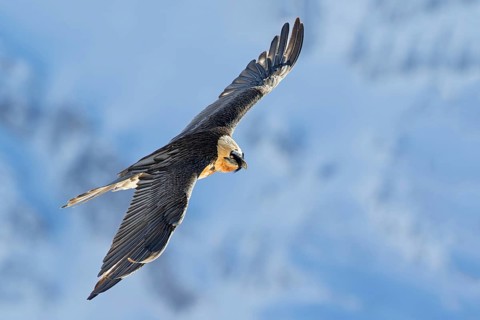 Bearded Vulture (Gypaetus barbatus) flying, Valais, Switzerland, Europe