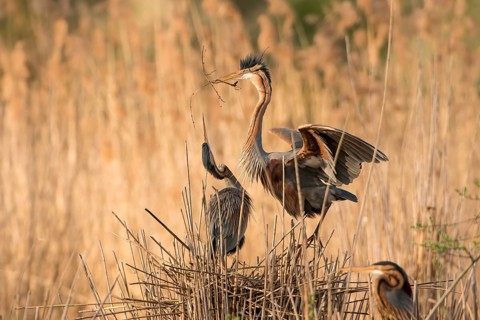 Purple Heron (Ardea purpurea) pair building nest, Baden-Wuerttemberg, Germany, Europe