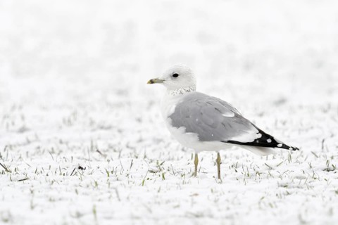 Mew Gull (Larus canus), North Rhine-Westphalia, Germany, Europe