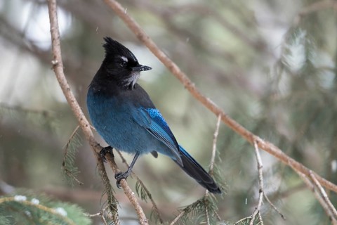 Steller's Jay (Cyanocitta stelleri) perched on a branch, Wyoming, USA, North America