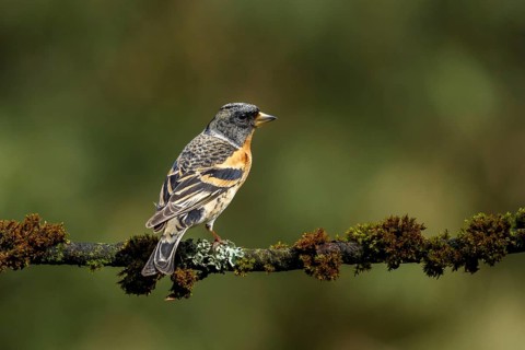 Keep zittend op bemost takje, Brambling sitting on branch