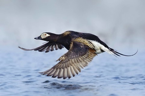 Long-tailed Duck (Clangula hyemalis) male flying, Alaska, USA, North America
