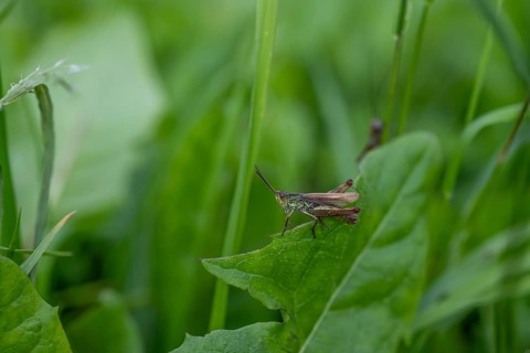 Great green bush cricket (locusta), grasshopper, on a blade of grass in a meadow, Tyrol, Austria,
