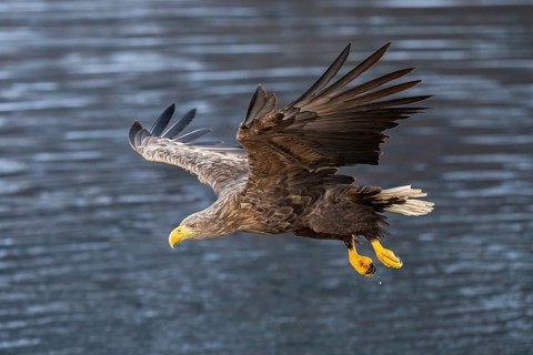 White-tailed eagle (Haliaeetus albicilla), in flight, Lofoten, Norway, Europe