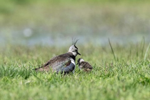 Lapwing (Vanellus vanellus) with young, Lower Saxony, Germany, Europe