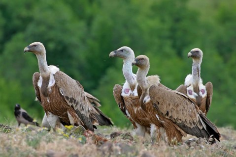 Griffon Vulture (Gyps fulvus), Rhodopen, Bulgaria, Europe