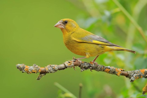 European Greenfinch (Chloris chloris) male perched on a branch, Andalusia, Spain, Europe