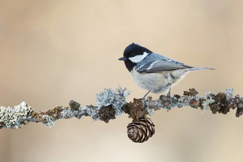 Coal Tit (Periparus ater) perched on a lichen branch, Grisons, Switzerland, Europe