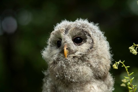 Ural Owl (Strix uralensis) fledgling, captive, Germany, Europe