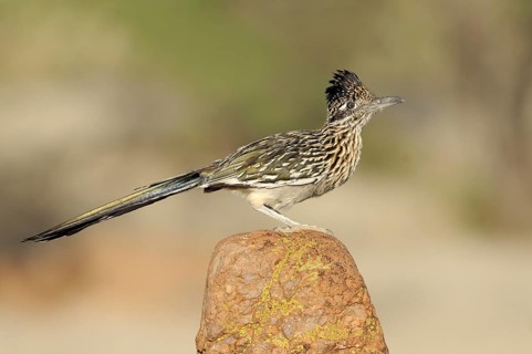 Greater Roadrunner (Geococcyx californianus), Arizona, USA, North America