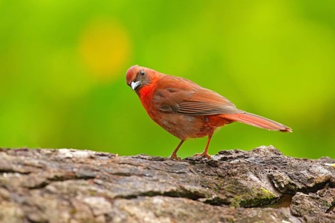 Birdwatching in Central America. Wildlife scene from nature, Belize. Red-throated Ant-Tanager,