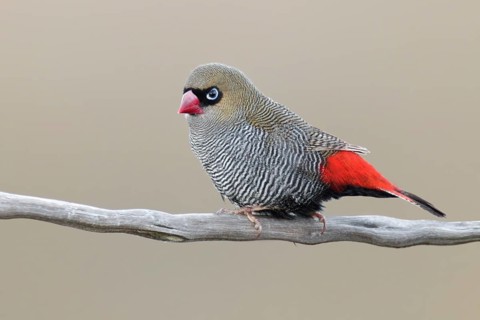 Beautiful Firetail (Stagonopleura bella), Tasmania, Australia, Oceania