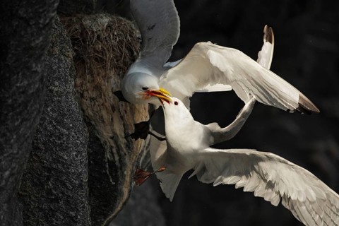 Black-legged Kittiwake (Rissa tridactyla), Runde Island, Norway, Europe