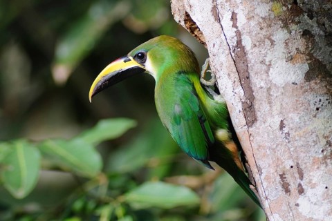 Emerald Toucanet (Aulacorhynchus prasinus), Guatemala, Central America
