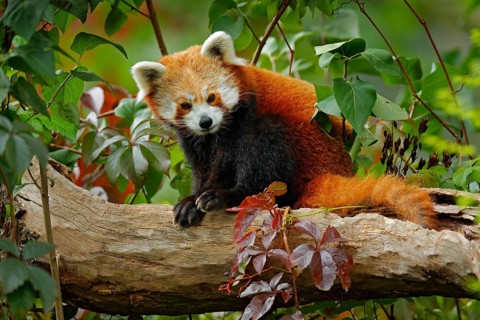 Beautiful Red panda lying on the tree with green leaves. Red panda bear, Ailurus fulgens, habitat.