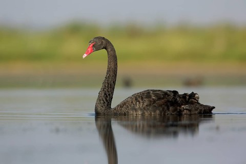 Black Swan (Cygnus atratus), Victoria, Australia, Oceania