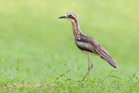 Bush Stone-curlew (Burhinus grallarius), Queensland, Australia, Oceania