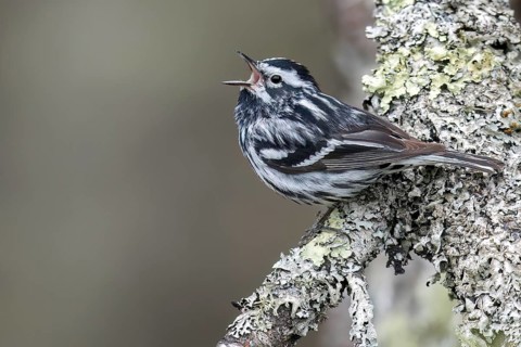 Black-and-White Warbler (Mniotilta varia) perched on a branch in Ontario, Canada, North America