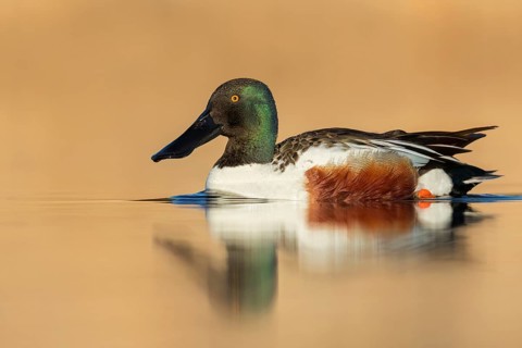 Northern Shoveler (Anas clypeata) swimming in a pond in Manitoba, Canada, North America