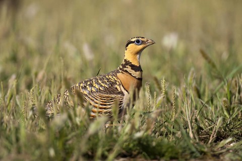 Pin-tailed Sandgrouse (Pterocles alchata) female, Castile-La Mancha, Spain, Europe