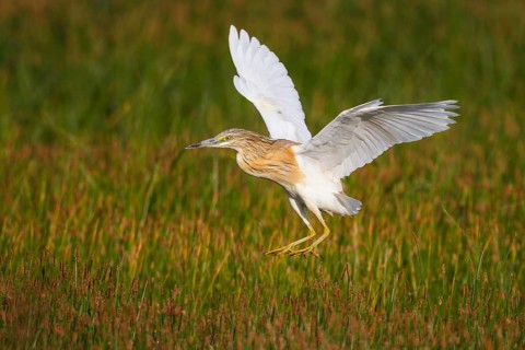 Squacco Heron (Ardeola ralloides) flying, Greece, Europe