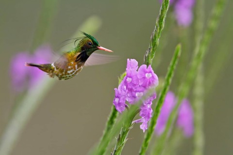 Black-crested Coquette (Lophornis helenae) flying and feeding at a flower in Costa Rica
