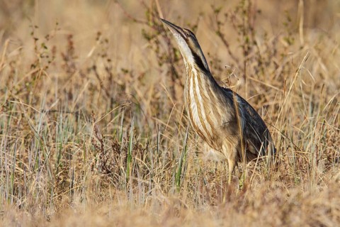 American bittern (Botaurus lentiginosus) on the tundra near Churchill, Manitoba, Canada, North