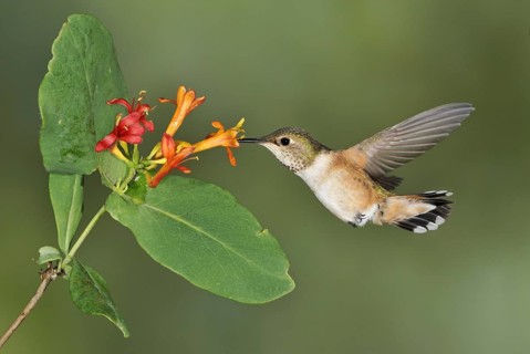 Rufous Hummingbird (Selasphorus rufus) female, British Columbia, Canada, North America