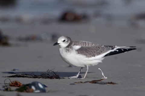 Schwalbenmöwe; lat. Xema sabini; Seitenansicht; am Strand stehend und Kot abgebend; Sonnenschein