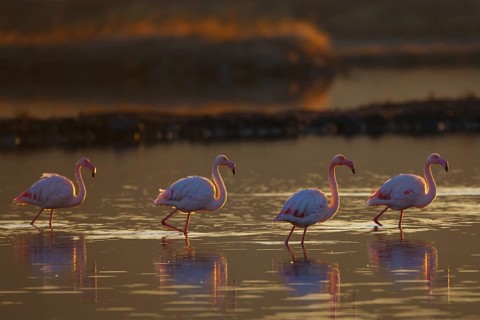 Greater Flamingo (Phoenicopterus roseus), Greece, Europe