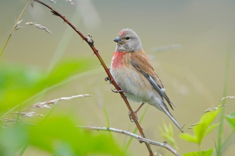 Bluthaenfling (Carduelis cannabina), Linnet, Maennchen zur Brutzeit, Juli, NSG Dingdener Heide,