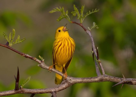 American Yellow Warbler (Setophaga aestiva) male singing, Ohio, USA, North America