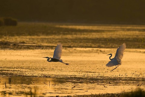 Great White Egret (Ardea alba), flying, morning mood, backlight, Lower Austria