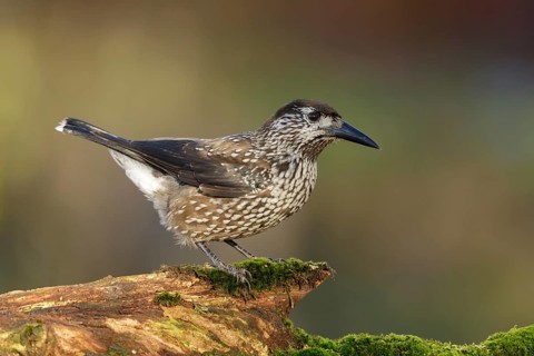 Very tame Spotted Nutcracker wintering in an urban area in Wageningen in the Netherlands. Sitting