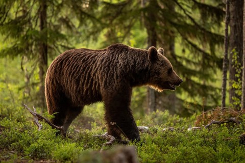 Brown Bear (Ursus arctos), on forest, Kainuu, Finland, Europe
