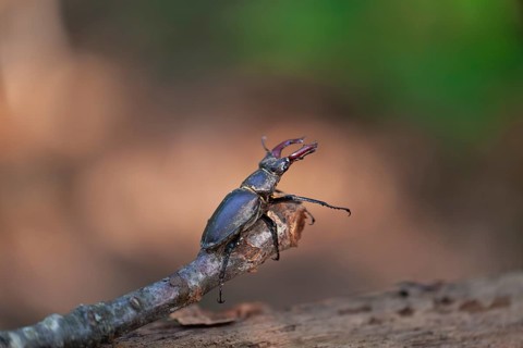 Majesty of the forest - stag beetles in the Swabian Pre-Alps