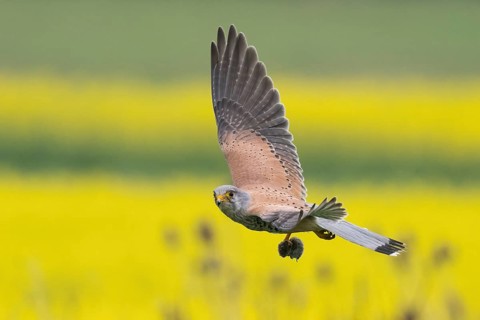 A Common Kestrel (Falco tinnunculus) with a prey mouse flies over a flowering rape field Hesse,