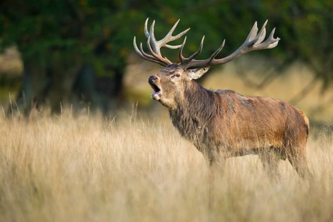 Red Deer (Cervus elaphus) stag roaring, Denmark, Europe