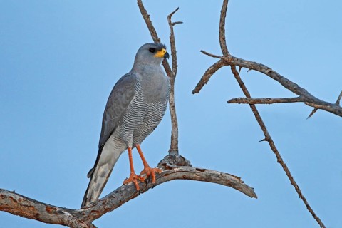 Eastern Chanting Goshawk (Melierax poliopterus), Samburu, Kenya, Africa