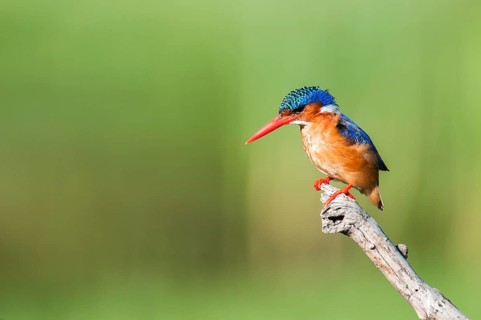 Malachite Kingfisher (Corythornis cristatus), Western Cape, South Africa, Africa