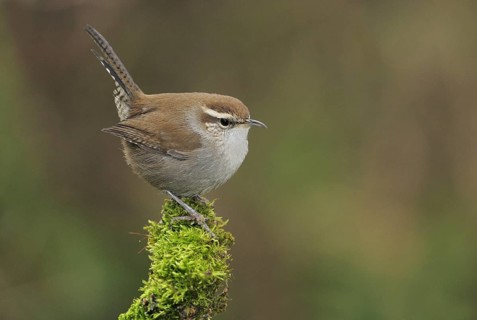 Bewick's Wren (Thryomanes bewickii), Canada, North America