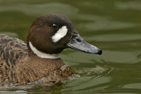 Bronze-winged Duck (Speculanas specularis), California, USA, North America