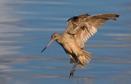Marbled Godwit (Limosa fedoa) flying, Washington, USA, North America