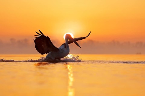 Bird with morning sunrise. Dalmatian pelican, Pelecanus crispus, in Lake Kerkini, Greece. Pelican