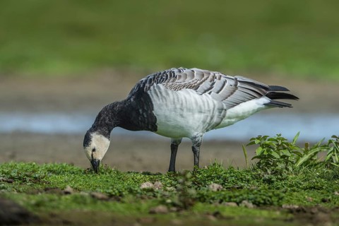 Barnacle Goose (Branta leucopsis), Schleswig-Holstein, Germany, Europe