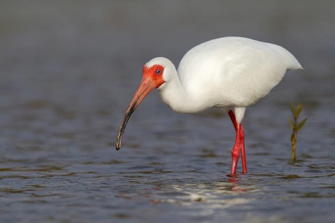 American White Ibis (Eudocimus albus), Florida, USA, North America
