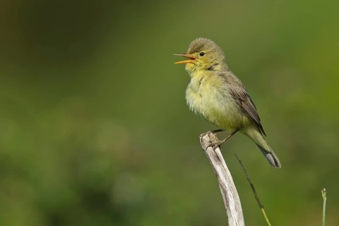 Melodious Warbler (Hippolais polyglotta) singing, Liguria, Italy, Europe