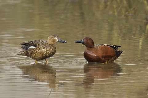 Cinnamon Teal (Spatula cyanoptera), California, USA, North America