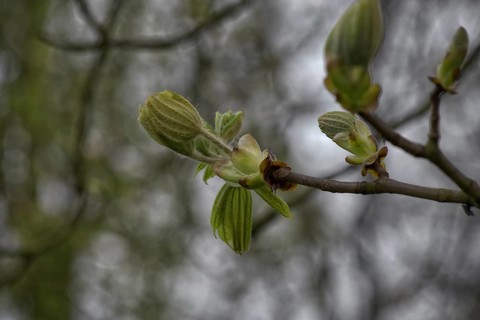 A branch with fresh, green buds of the horse chestnut (Aesculus), enlivened by a blurred background