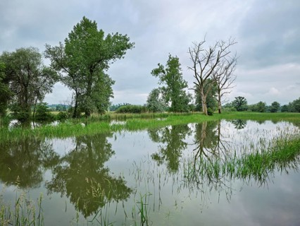 Trees standing in the flooded river Lorze, floodplain landscape, Reussspitz nature reserve,